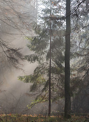 Image showing Autumnal misty morning in the forest