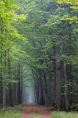 Image showing Straight ground road leading across forest