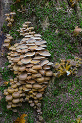 Image showing Bunch of autumnal Honey Fungus