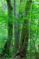 Image showing Group of old trees in summer forest