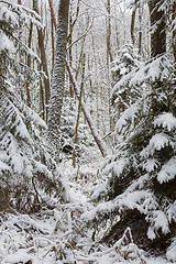 Image showing Winter landscape of natural forest with dead spruce trees