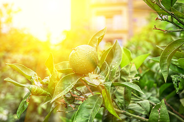 Image showing Lime tree fruits 