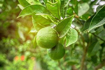 Image showing Lime tree fruits 