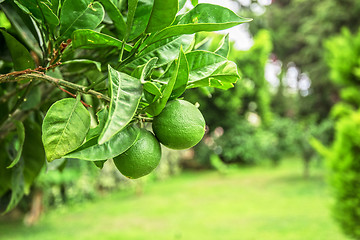 Image showing Lime tree fruits 