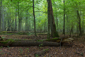 Image showing Old oaks in autumnal misty forest