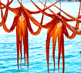 Image showing octopus   drying  in the sun europe greece santorini and light