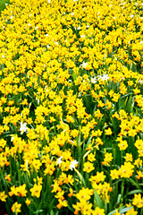 Image showing in london yellow flower field nature   spring