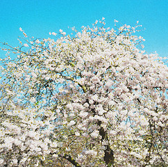 Image showing in london   park the white tree and blossom flowers natural