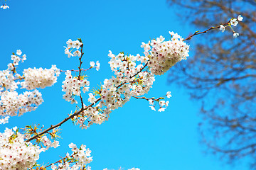 Image showing in london   park the white tree  flowers natural