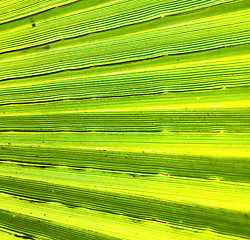 Image showing abstract green leaf in the light and shadow morocco africa