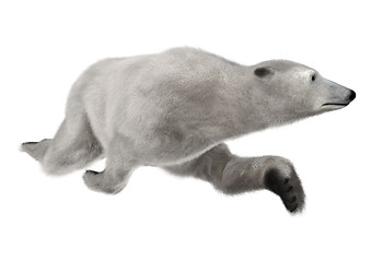 Image showing Polar Bear