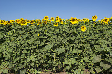 Image showing Sunflower field