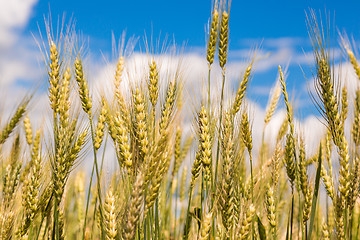 Image showing A wheat field, fresh crop of wheat