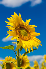 Image showing sun flowers field in Ukraine sunflowers