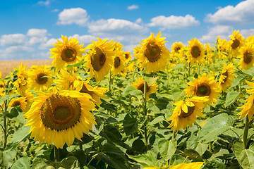 Image showing sun flowers field in Ukraine sunflowers