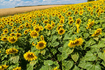 Image showing sun flowers field in Ukraine sunflowers