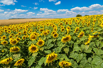 Image showing sun flowers field in Ukraine sunflowers