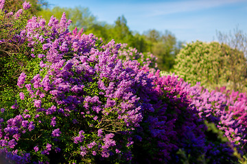 Image showing purple lilac bush blooming in May day. City park