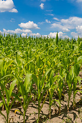 Image showing Green corn field