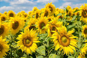 Image showing sun flowers field in Ukraine sunflowers