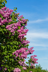 Image showing purple lilac bush blooming in May day. City park