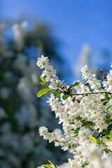 Image showing White  flowers of the cherry blossoms