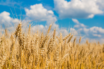 Image showing A wheat field, fresh crop of wheat