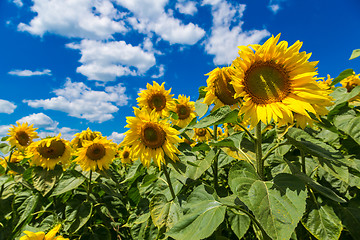 Image showing sun flowers field in Ukraine sunflowers