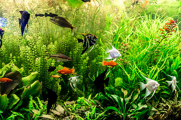 Image showing Ttropical freshwater aquarium with fishes