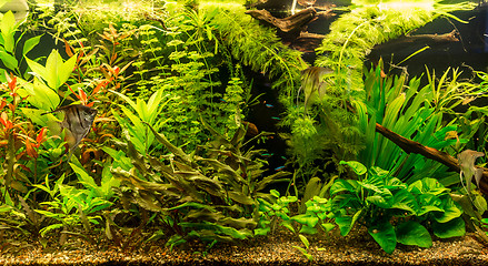 Image showing Ttropical freshwater aquarium with fishes