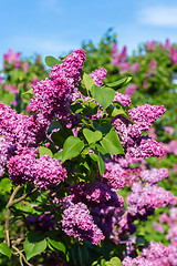 Image showing purple lilac bush blooming in May day. City park