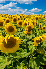 Image showing sun flowers field in Ukraine sunflowers