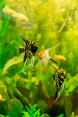 Image showing Tropical fish PTEROPHYLLUM SCALARE