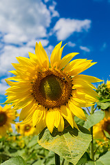 Image showing sun flowers field in Ukraine sunflowers