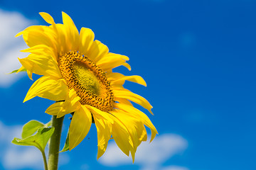 Image showing sun flowers field in Ukraine sunflowers