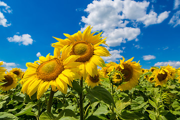 Image showing sun flowers field in Ukraine sunflowers