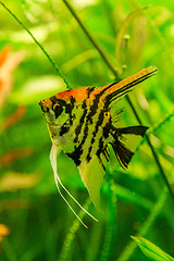 Image showing Tropical fish PTEROPHYLLUM SCALARE