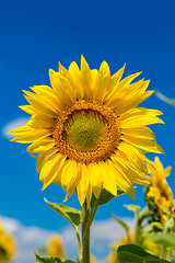 Image showing sun flowers field in Ukraine sunflowers