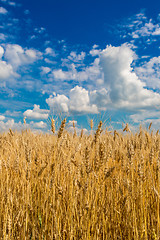 Image showing A wheat field, fresh crop of wheat