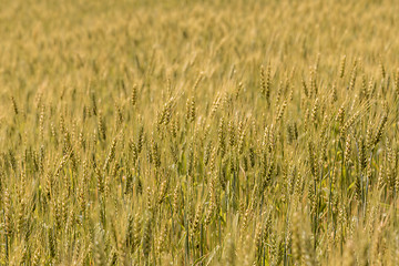 Image showing A wheat field, fresh crop of wheat