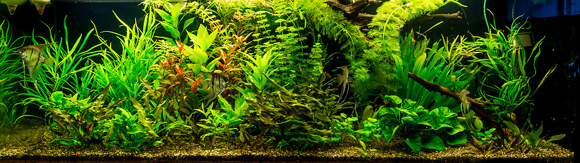 Image showing Ttropical freshwater aquarium with fishes