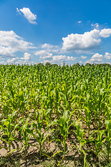 Image showing Green corn field