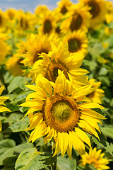 Image showing sun flowers field in Ukraine sunflowers