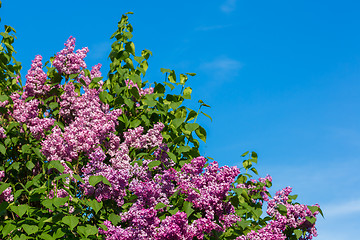 Image showing purple lilac bush blooming in May day. City park