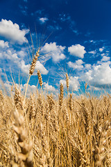 Image showing A wheat field, fresh crop of wheat