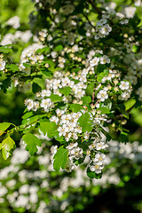 Image showing White  flowers of the cherry blossoms