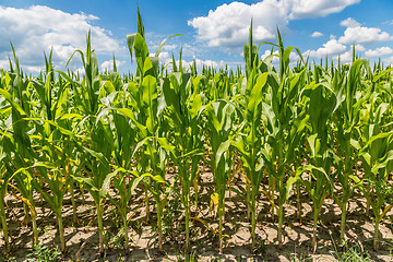 Image showing Green corn field