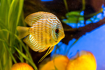 Image showing Aquarium with tropical fish of the Symphysodon discus spieces