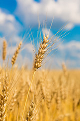 Image showing A wheat field, fresh crop of wheat