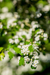 Image showing White  flowers of the cherry blossoms